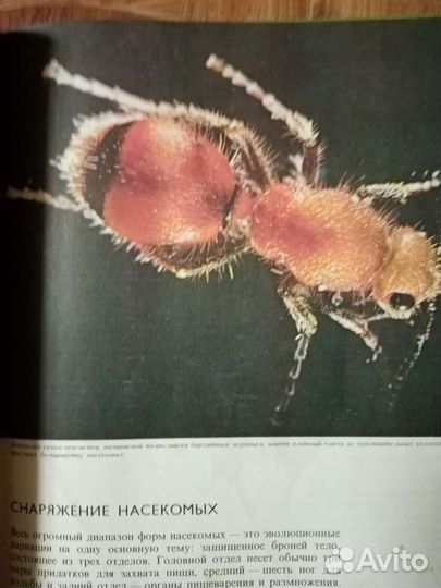 Книга Фарб Насекомые