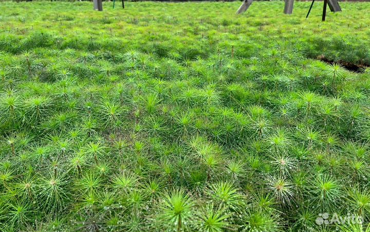 Сеянца сосны и ели обыкновенной окс/зкс