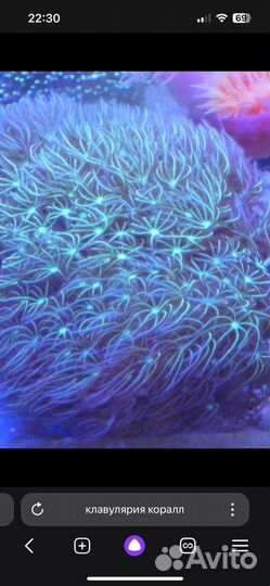 Кораллы в морской аквариум