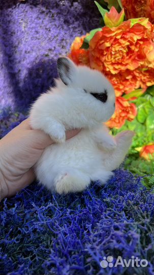 Кролик ручной домашний