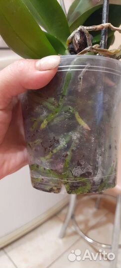 Орхидея фаленопсис