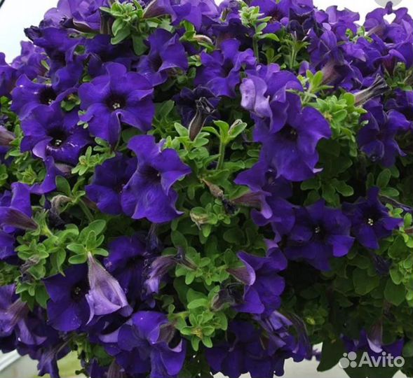 Ампельная вегетативная петуния и из семян