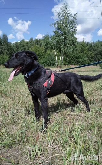 Веселый Бим из приюта ищет дом