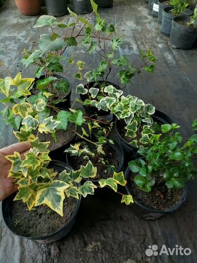 Перегной,чернозем урожайный,торф,доставка,от 20м