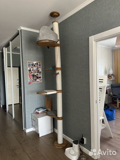 Когтеточка Catsby Family tree