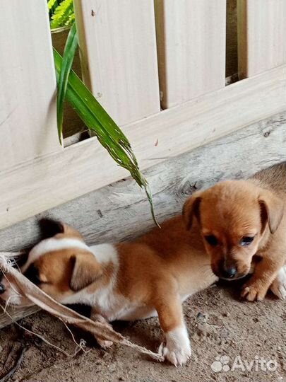 Щенята в добрые руки