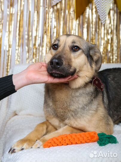 Брусника - скромная и аккуратная собака