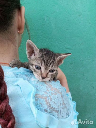Донской сфинкс котята
