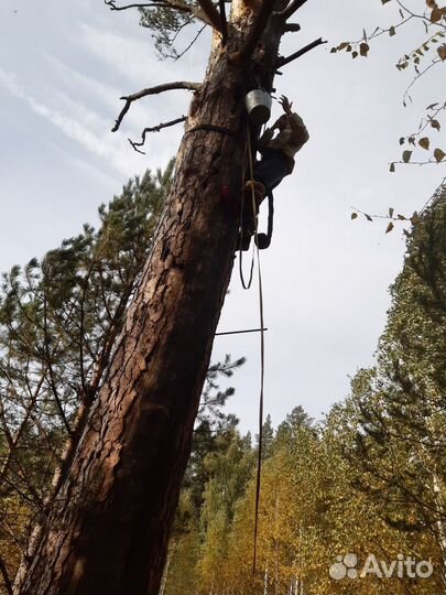 Бортевой мёд вырезан осенью 2022 года