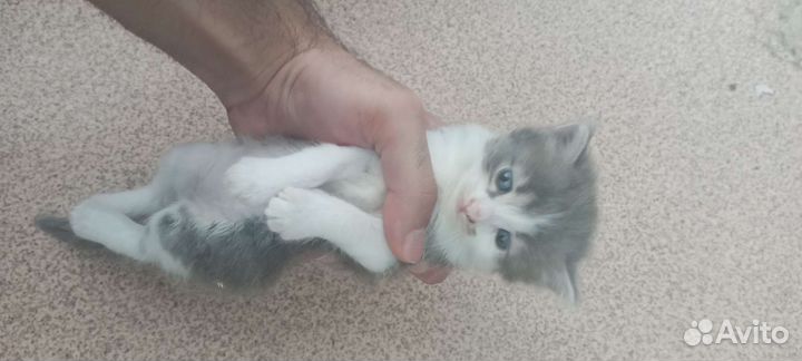 Маленькие котята ищут новый дом