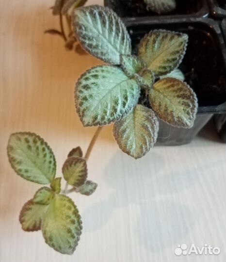 Эписция с детками