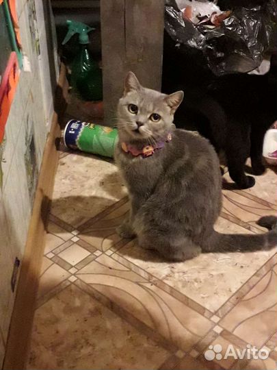 Кошка в добрые руки