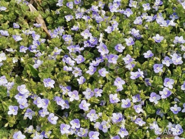 Вероника нитевидная(невытаптываемый газон)