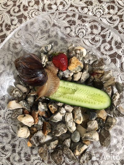 Улитки ахатины большая