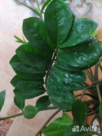 Замиокулькас большой