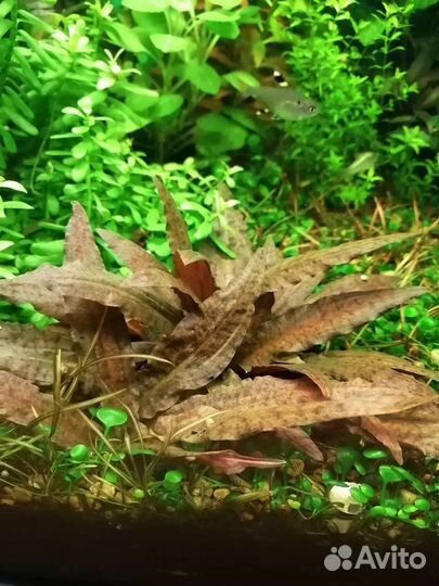 Редко встречающиеся растения для аквариума