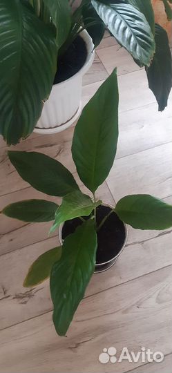 Гиганский Спацифиллум