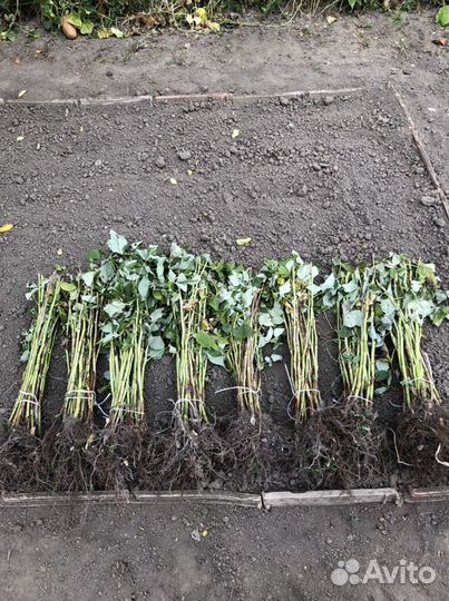 Саженцы малины