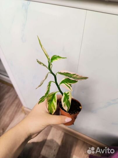 Суккуленты, крассула, педилантус