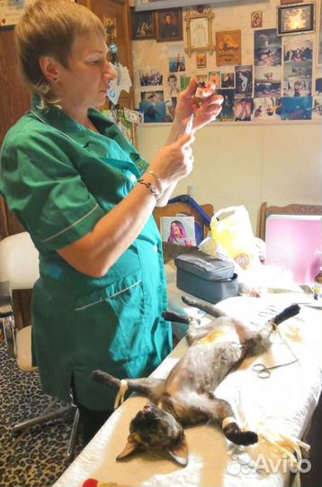 Ветеринарный врач