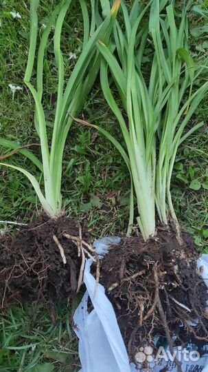 Лилейники многолетние