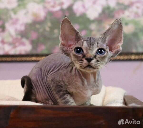 Котик Девон Рекс