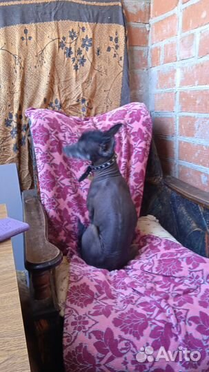 Ксолоицкуинтли