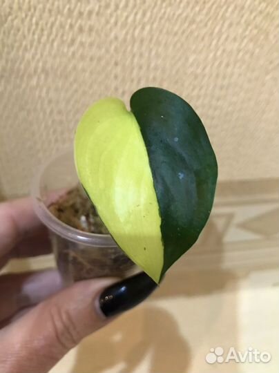 Сциндапсус Jade Satin var