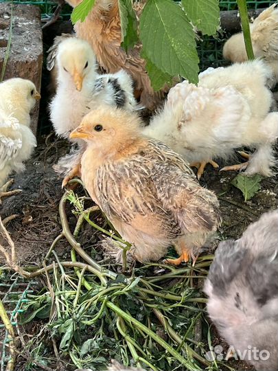 Цыплята
