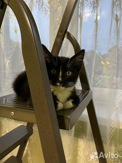 Отдам котенка в хорошие руки