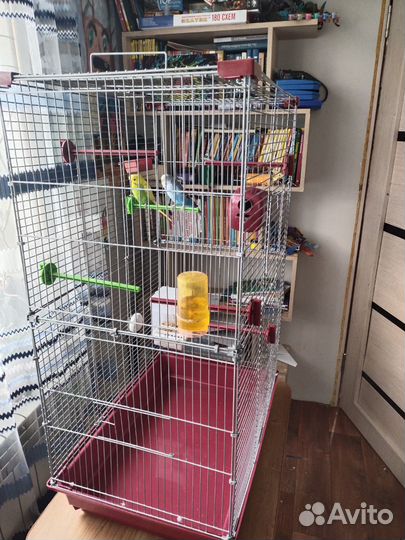 Попугаи с клеткой