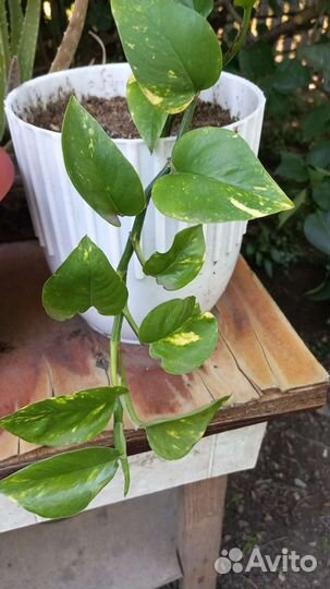 Сциндапсус