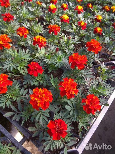 Петуния, виола