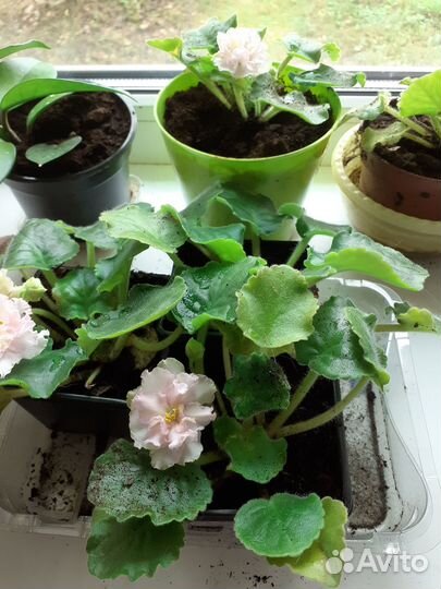 Комнатные цветы