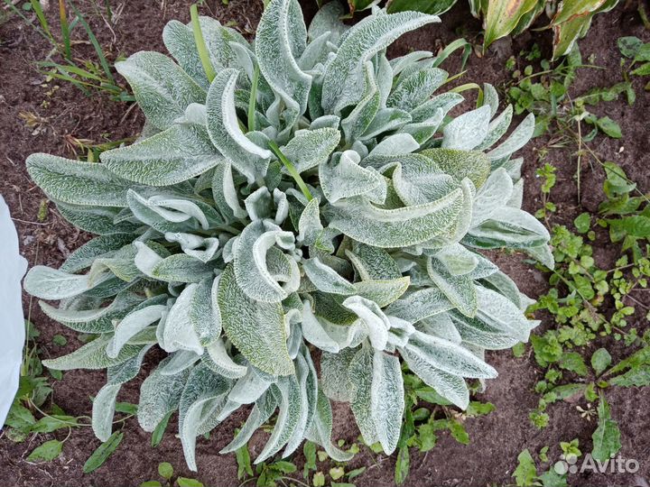 Растения для сада