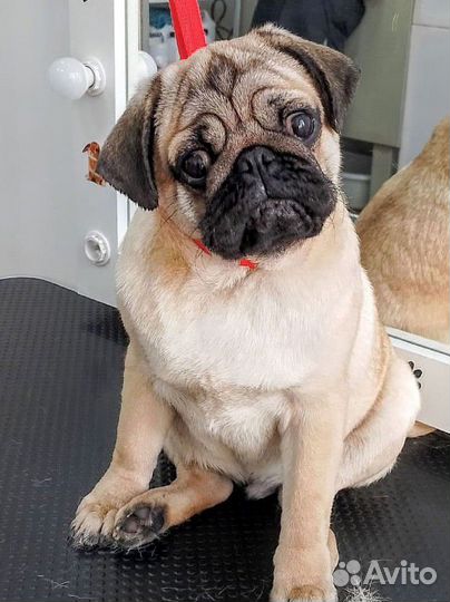 Щенки мелких пород