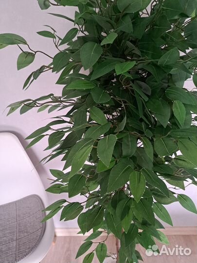 Искусственное дерево Фикус