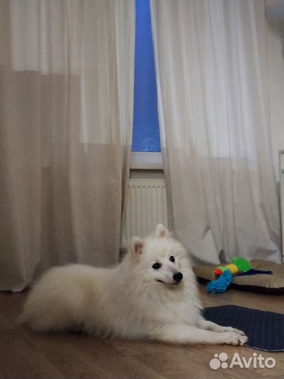 Щенок японский шпиц
