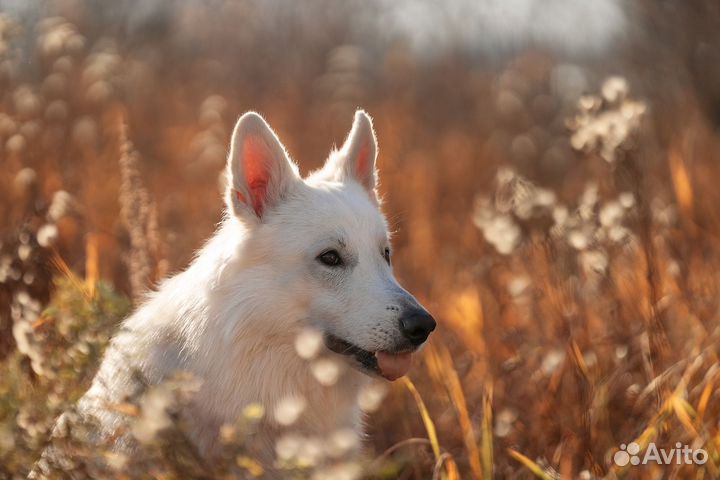 Фотосессия с Белой Швейцарской Овчаркой