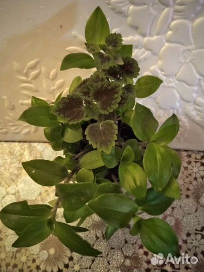 Комнатные растения