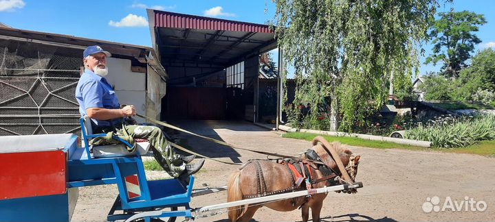 Пони с тачанкой