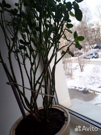 Комнатное растение с красными цветками