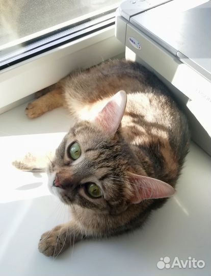 Кошка в заботливые руки