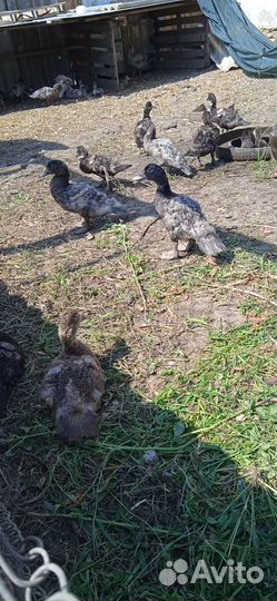 Утки мускусные