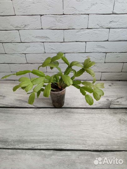 Бегония, мирт и др