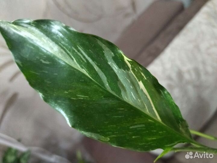 Спатифиллум