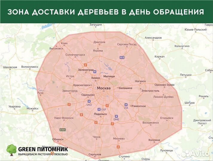 Туя западная