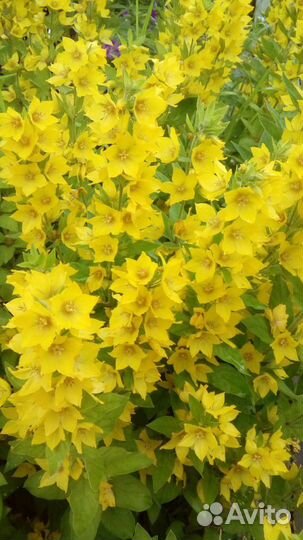 Многолетние растения и рассада