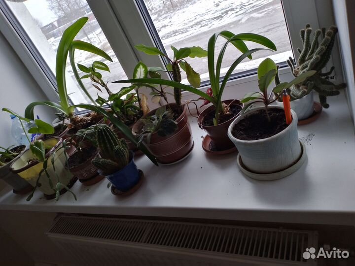 Комнатные цветы