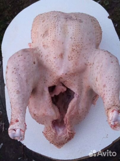 Мясо домашней индейки